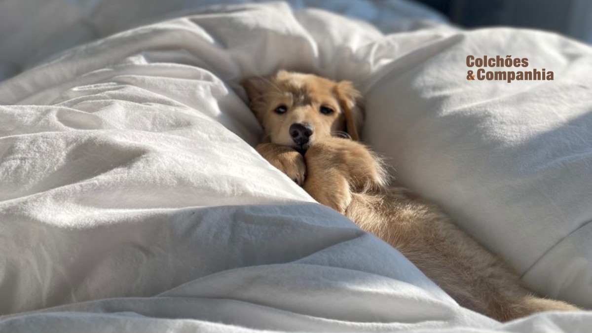 Dormir com o cão ou gato na cama: Sim ou Não? O impacto no seu sono e no seu colchão